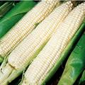 corn, dent corn, field corn, flint corn, maize, pod corn, popcorn